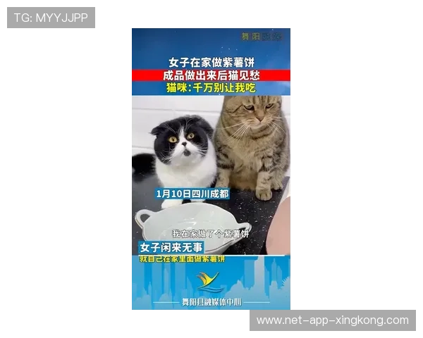 解析“紫猫”的切入技巧:在职业场上如何精准切死后排? 解析“紫猫”的切入技巧:在职业场上如何精准切死后排?